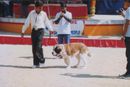 dogshow in my city | dogshow in my city