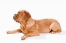 dogue de bordeaux (french mastiff) | dogue de bordeaux french mastiff