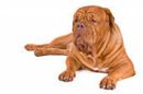 dogue de bordeaux (french mastiff) | dogue de bordeaux french mastiff