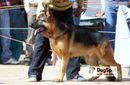 german shepherd dog (9215641038) sony | german shepherd dog (9215641038) sony