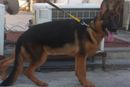 german shepherd dog (9215641038) sony | german shepherd dog (9215641038) sony