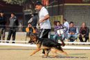 German Shepherd Dog Specialty Show Delhi | german shepherd dog specialty show delhi