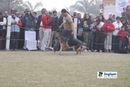 Ghaziabad Dog Show 2010 | German Shepherd,