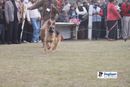 Ghaziabad Dog Show 2010 | German Shepherd,