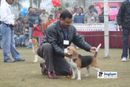 Ghaziabad Dog Show 2010 | Beagle,