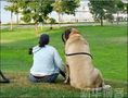 Giant Dogs | 