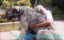 Giant Dogs | giant dogs