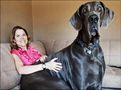 Giant Dogs | giant dogs
