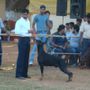 Goa Dog Show . | goa dog show