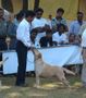 Goa Dog Show . | goa dog show