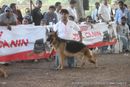 Gujarat Kennel Club | ex-206,gsd,sw-44,
