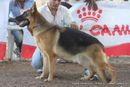 Gujarat Kennel Club | ex-208,gsd,sw-44,