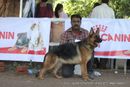 Gujarat Kennel Club | ex-211,gsd,sw-44,