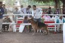 Gujarat Kennel Club | ex-220,gsd,sw-44,