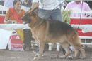 Gujarat Kennel Club | ex-220,gsd,sw-44,