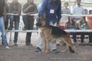Gujarat Kennel Club | ex-228,gsd,sw-44,