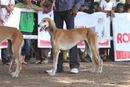 Gujarat Kennel Club | saluki,sw-44,