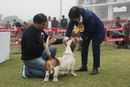 Gurgaon Dog Show Day1 | basset,