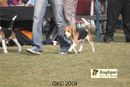 Gurgaon Dog Show | Beagle,