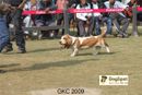 Gurgaon Dog Show | Basset,