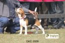 Gurgaon Dog Show | Beagle,