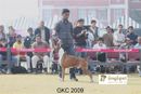 Gurgaon Dog Show | Boxer, Heart Breaker