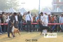 Gurgaon Dog Show | Boxer, Doberman, Heart Breaker, Taaurus