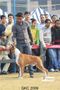 Gurgaon Dog Show | Boxer, Heart Breaker,