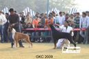 Gurgaon Dog Show | Boxer, Doberman,Heart Breaker,Taaurus,