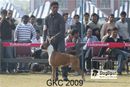 Gurgaon Dog Show | Boxer, Heart Breaker,
