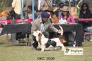 Gurgaon Dog Show | Basset,
