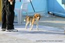 Guwahati Dog Show | beagle,ex-22,sw-9,