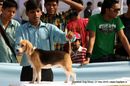 Guwahati Dog Show | beagle,ex-24,sw-9,