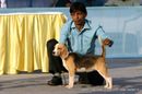 Guwahati Dog Show | beagle,ex-24,sw-9,
