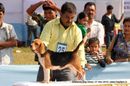 Guwahati Dog Show | beagle,ex-25,sw-9,
