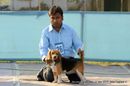 Guwahati Dog Show | beagle,ex-26,sw-9,