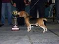 Guwahati Dog Show | beagle,ex-27,sw-9,