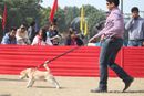 IKL Delhi 2012 | beagle,