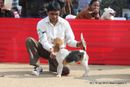 IKL Delhi 2012 | beagle,
