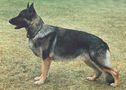 ILLUSTRATED STANDARDS OF GERMAN SHEPHERD DOG BREED LINES | ILLUSTRATED STANDARDS OF GERMAN SHEPHERD DOG BREED LINES
