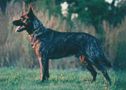 ILLUSTRATED STANDARDS OF GERMAN SHEPHERD DOG BREED LINES | ILLUSTRATED STANDARDS OF GERMAN SHEPHERD DOG BREED LINES