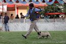 Jabalpur Dog Show 2 Nov 2014 | ex-9,pug,sw-127,