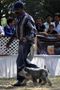 Jabalpur Dog Show 2012 | ex-22,miniature schnauzer,sw-60,