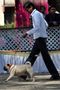Jabalpur Dog Show 2012 | ex-14,pug,sw-60,