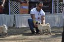 Jabalpur Dog Show 2012 | ex-15,pug,sw-60,