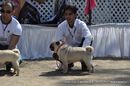Jabalpur Dog Show 2012 | ex-14,pug,sw-60,