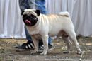 Jabalpur Dog Show 2012 | ex-7,pug,sw-60,