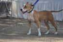 Jabalpur Dog Show 2012 | ex-17,staffordshire bull terrier,sw-60,