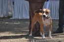 Jabalpur Dog Show 2012 | ex-17,staffordshire bull terrier,sw-60,