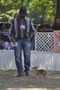 Jabalpur Dog Show 2012 | chihuahua,ex-1,sw-60,